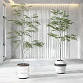 Two Bonsai Plants in White Pots for Indoor Setting with Gray Walls and White Curtains