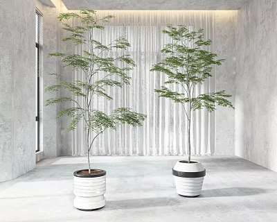 Two Bonsai Plants in White Pots for Indoor Setting with Gray Walls and White Curtains 3d model