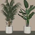 Indoor Large Leafy Potted Plants with Green Foliage in White Cylindrical Pots and Decorative Stones