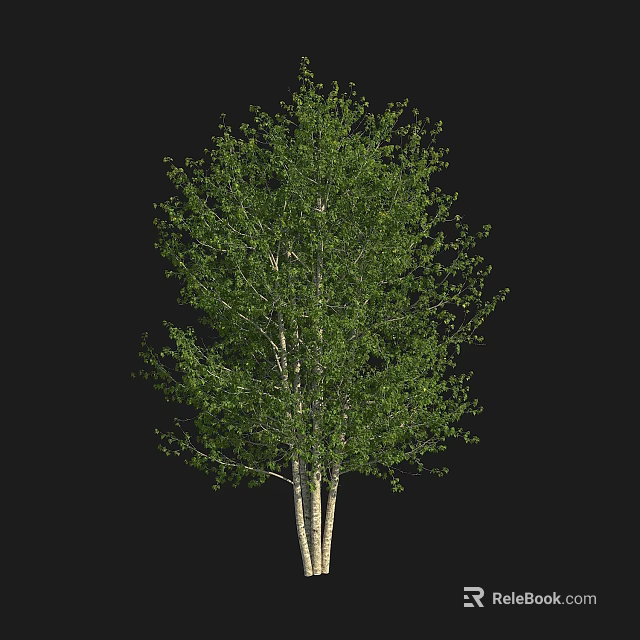 Lush Green Leafy Arbor with Multiple White Trunks and Fresh Foliage 3d model