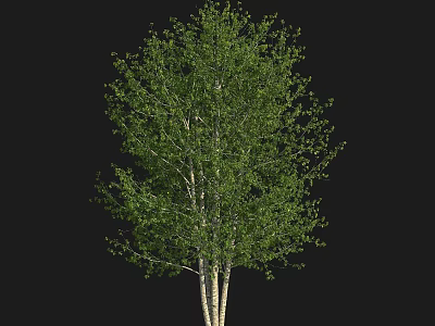 Lush Green Leafy Arbor with Multiple White Trunks and Fresh Foliage 3d model