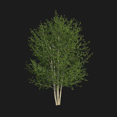 Lush Green Leafy Arbor with Multiple White Trunks and Fresh Foliage 3d model