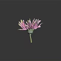 Pink And White Flower With Gradient Petals Yellow Center And Green Stem On Black Background