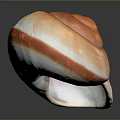 White and Orange Edged Aquatic Animal Seashell on Dark Reflective Background
