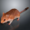Realistic Brown And White Mouse With Detailed Fur On Gray Background