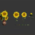 Patterned Vase With Blooming Sunflowers Single Stems And Bud On Dark Background 3d model