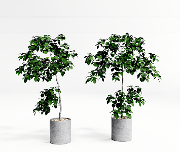 Modern potted plants, bonsai, ornamental potted plants, green plants 3d model