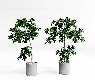 Modern potted plants, bonsai, ornamental potted plants, green plants 3d model