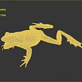 Orange Brown Frog Displaying Open Mouth Extended Limbs on Dark Background with Natural Amphibian Features