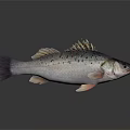 Fresh Bass Fish Isolated on White Background with Spotted Body and Fins