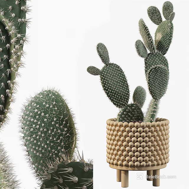 Cactus Bonsai Plant In Woven Beaded Pot With Green Spiky Foliage 3d model 