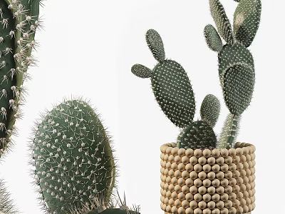 Cactus Bonsai Plant In Woven Beaded Pot With Green Spiky Foliage 3d model
