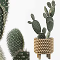 Cactus Bonsai Plant In Woven Beaded Pot With Green Spiky Foliage