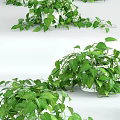 Potted Plants With Lush Green Leaves And Hanging Vines For Indoor Decoration