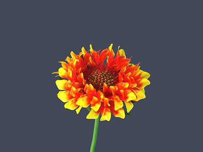 Vibrant Orange Red Flower With Yellow Edges Dark Center Green Stem Gray Background 3d model