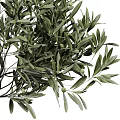 Decorative Bonsai Plant Olive Tree with Curved Trunk Green Leaves in Gray Pot