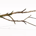 Natural Wood and Stone Branches with Rustic Decorative Texture Details