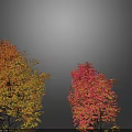 Vibrant Deciduous Trees with Orange Red Yellow and Bright Red Leaves on Gray Background