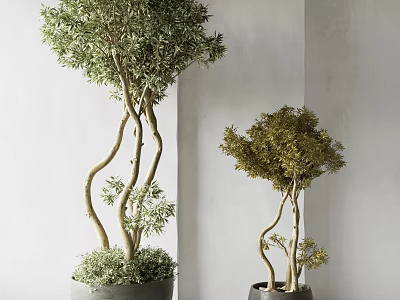 Bonsai Potted Plants With Curved Trunks Lush Foliage And Different Sizes In Gray Dark Pots 3d model