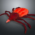 Red Tick Insect 3D Rendered Model With Detailed Body And Eight Legs