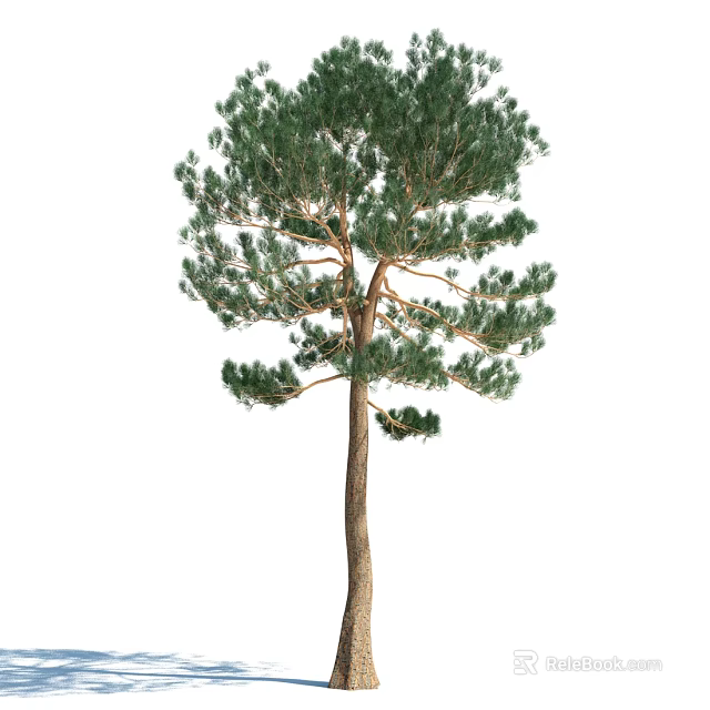 Pine Arbor With Green Needles Straight Trunk And Lush Foliage 3d model