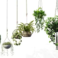 Hanging Basket Plants With Various Green Foliage And Decorative Hanging Designs