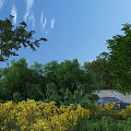 Healthy Crops with Yellow Blooms in Open Field Under Blue Sky and Green Trees