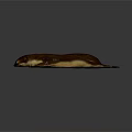 Realistic Brown Animal 3D Model With Long Body And Light Underbelly On Dark Background
