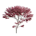 Ornamental Deciduous Trees With Lush Red Purple Foliage And Slender Branches