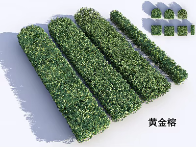 Golden Ficus Shrubs Neatly Trimmed For Landscaping With Various Shapes And Sizes 3d model