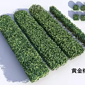 Golden Ficus Shrubs Neatly Trimmed For Landscaping With Various Shapes And Sizes