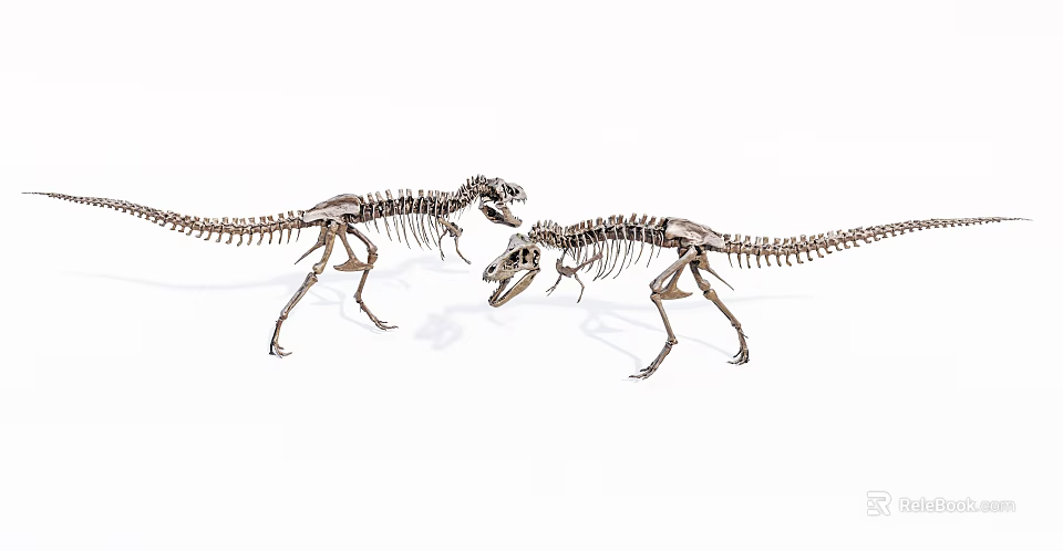 Medical Device Anatomical Skeletal Model Used In Educational Teaching And Training 3d model 