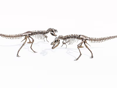 Medical Device Anatomical Skeletal Model Used In Educational Teaching And Training 3d model