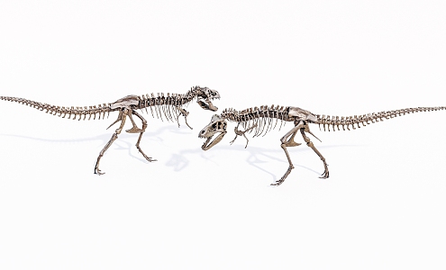 Modern Dinosaur Skeleton 3d model