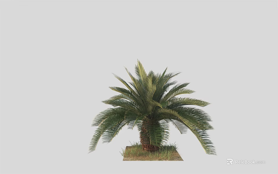 Lush Green Fronds Healthy Trunk And Grass Base Tropical Palm Tree 3d model 