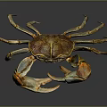 Brown And Yellow Crab With Large Claws And Detailed Body On Smooth Reflective Surface