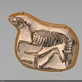 Fossilized Prehistoric Animal Organ Skeleton With Orange Slab Base And Bone Structure