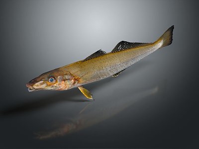Catfish Carp Sturgeon Bass Freshwater Fish Various Carp Grass Carp Crucian Carp 3d model