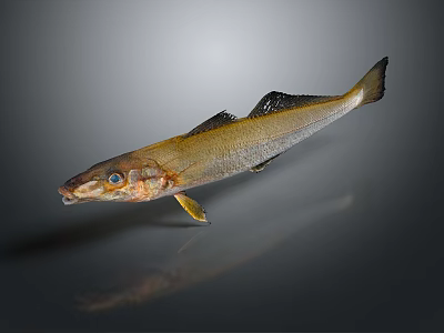 Catfish Carp Sturgeon Bass Freshwater Fish Various Carp Grass Carp Crucian Carp 3d model