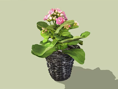 Beautiful Potted Plant With Pink Flowers And Green Leaves In Black Woven Pot 3d model