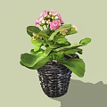 Beautiful Potted Plant With Pink Flowers And Green Leaves In Black Woven Pot