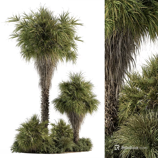 Palm Trees With Tall Trunks And Green Fronds In Natural Landscape 3d model 