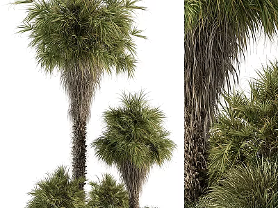 Palm Trees With Tall Trunks And Green Fronds In Natural Landscape 3d model