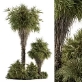 Palm Trees With Tall Trunks And Green Fronds In Natural Landscape