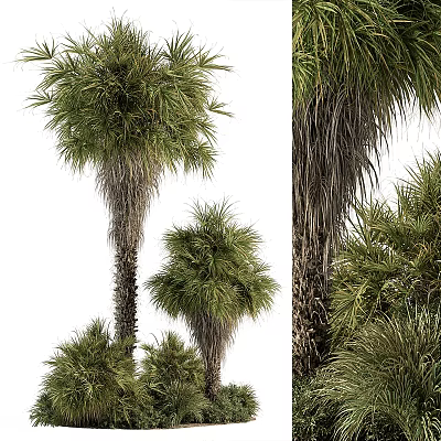 Palm Trees With Tall Trunks And Green Fronds In Natural Landscape 3d model