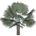Tropical Palm Tree With Large Fan Shaped Leaves Silver Green Foliage And Brown Trunk