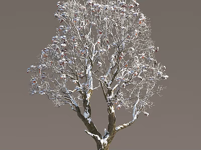 Snow Covered Deciduous Arbor With White Snow On Branches And Natural Beauty 3d model