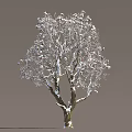Snow Covered Deciduous Arbor With White Snow On Branches And Natural Beauty