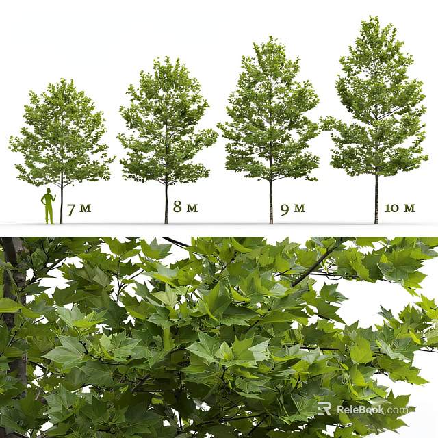 Arbor Trees Growth Process Showing Heights From 7M To 10M With Lush Green Foliage Details 3d model 