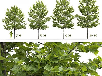 Arbor Trees Growth Process Showing Heights From 7M To 10M With Lush Green Foliage Details 3d model